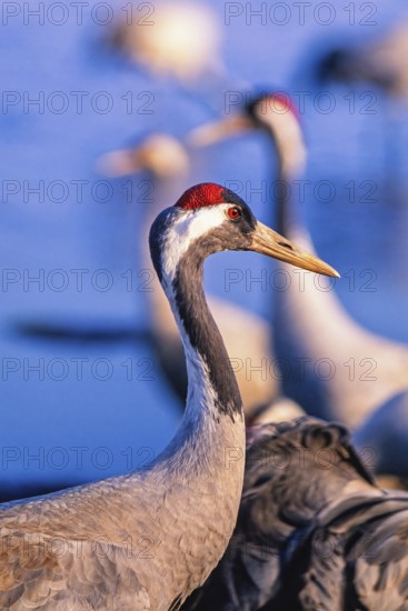 Crane (Grus grus) in close up profile standing near water with other cranes blurred in the background, Hornborgasjön, Sweden