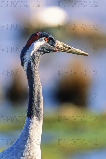 Close-up portrait of a Crane (grus grus) head with red crown and sharp beak against soft blurred wetland background a sunny spring day, Hornborgasjön, Sweden