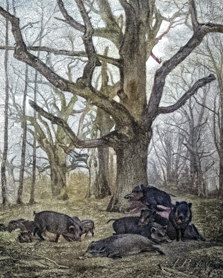 Wild boar, sus scrofa, also wild boar or Eurasian wild boar, in the forest in late autumn/wild boar, i.e. the wild swine, or Eurasian wild pig, in the wood in late autumn, historical, digitally restored reproduction of an original original from the 19th century, exact original date unknown, subsequently colored