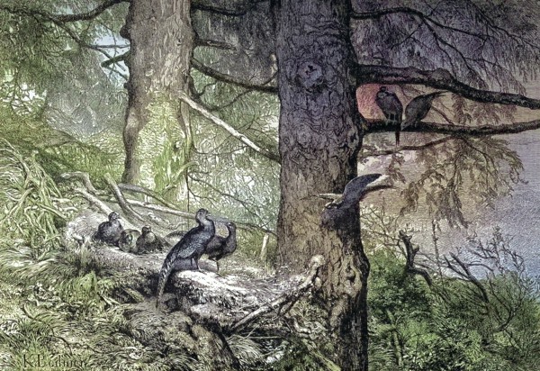 Common pheasant, Phasianus colchicus, im Wald, Germany/common pheasant, in the wood, Germany, historical, digitally restored reproduction of an original model from the 19th century, exact original date not known, subsequently colored