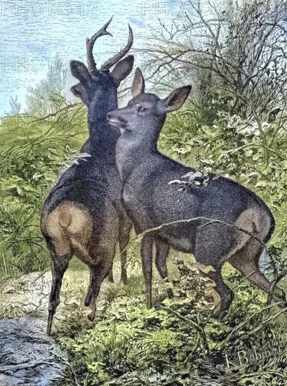 Male buck and female trick, roe deer, in nature/Male buck and female doe, roe deer, in the nature, historical, digitally restored reproduction of an original original from the 19th century, exact original date not known, subsequently colored