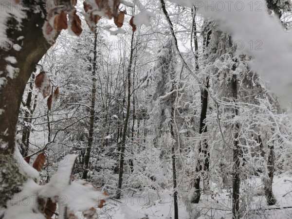Snowy forest with covered branches and peaceful atmosphere, Franconian Forest nature park Park