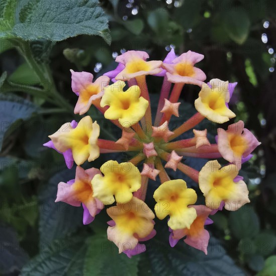 Nature photograph of a colourful flower, lantana camara with yellow and pink blossoms, morocco