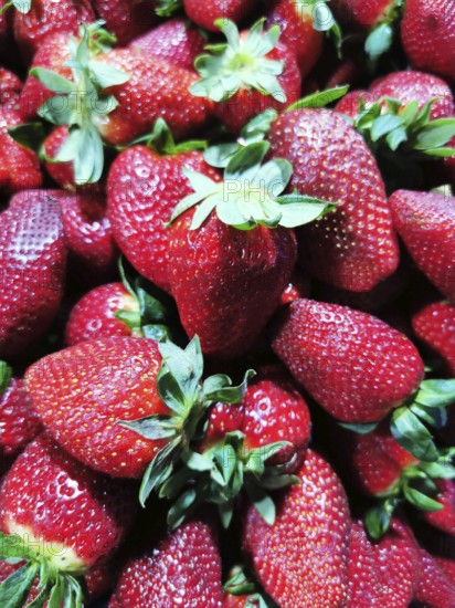 A close-up of fresh, red strawberries (fragaria) with green leaves