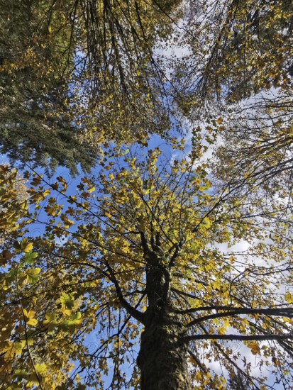 Autumn leaves in treetops against a blue sky, Fichtelgebirge