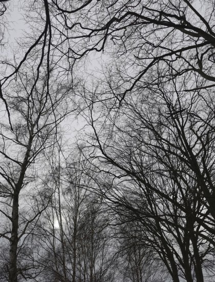 Silhouettes of trees and branches against a grey sky, Thuringian Forest nature park Park
