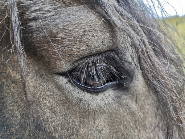 Close-up of the eye of a horse (equus) with eyelashes, Thuringian Forest