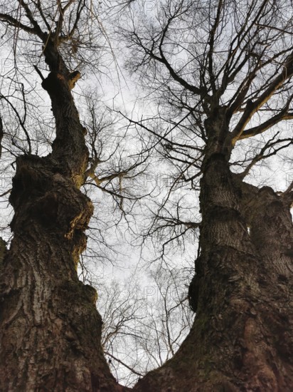 View of the heights between two old trees with visible clouds, Thuringian Forest nature park Park