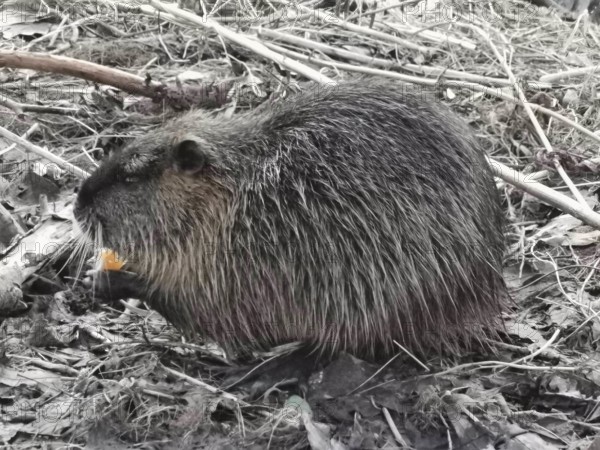 A nutria (myocastor coypus) sits in the leaves and eats something, Thuringian Forest nature park Park
