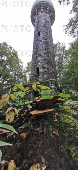 Lucas Cranach tower, frog-eye view, in wooded area, with mushrooms, Frankenwald nature park Park