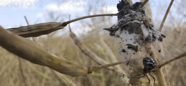 White-spotted fat spider (steatoda albomaculata) with children in its web looking after offspring, with many other spiders on a dry branch under a blue sky, Thuringian Forest nature park Park