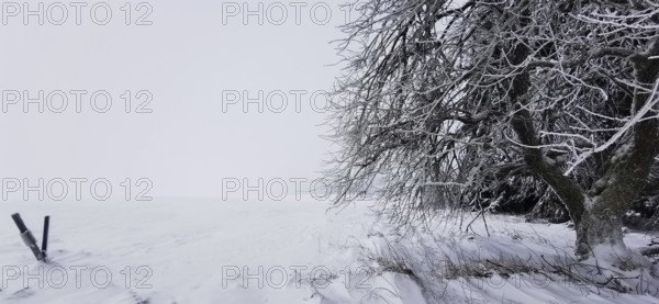 Snowy tree on the edge of a field in a quiet winter landscape, Rennsteig, Thuringian Forest nature park Park