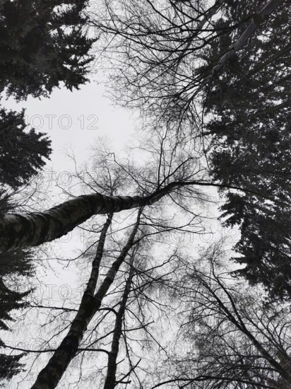 Winter forest viewed upwards with bare branches, Rennsteig, Frankenwald nature park Park