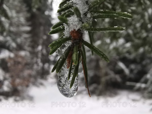 Close-up of a frozen ice crystal on a pine branch (pinus), Rennsteig, Franconian Forest nature park Park