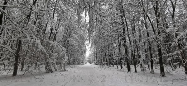 Idyllic, snow-covered forest trail with snow-covered trees on both sides, Rennsteig, Frankenwald nature park Park