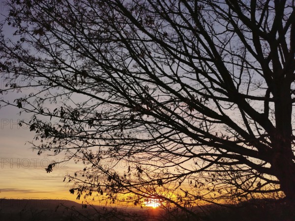 Silhouette of a tree at sunset, peaceful atmosphere, Franconian Forest nature park Park