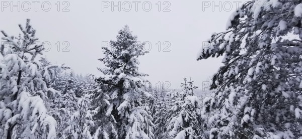 Snowy coniferous forest under a cloudy winter sky, Fichtelgebirge