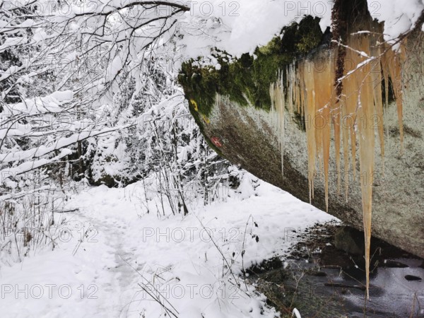 Snow-covered forest with reddish icicles on a mossy rock, Fichtelgebirge