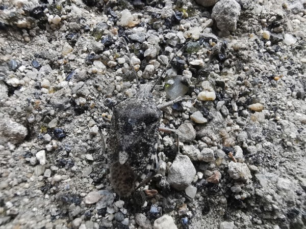 A Raphigaster nebulosa (Raphigaster nebulosa) well camouflaged on grey gravel, Fichtelgebirge
