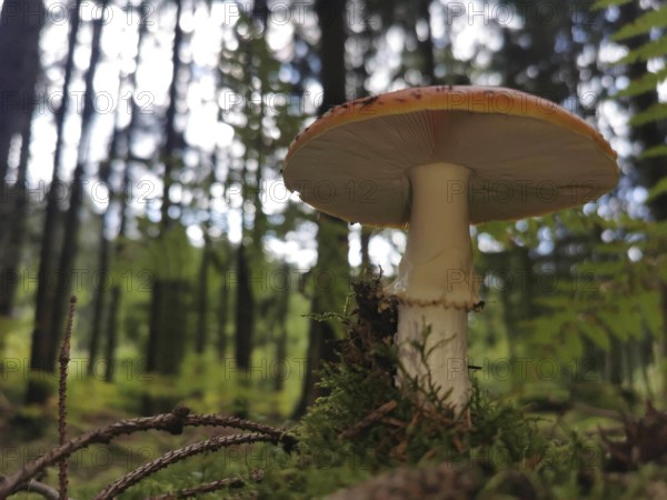 Fly agaric (amanita muscaria) growing out of the moss (musco) on the forest floor, frog perspective, close-up, Franconian Forest nature park Park