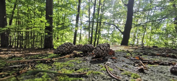 Pine cones (Pinus) lying on moss-covered forest floor in the sunlight, Franconian Forest nature park Park