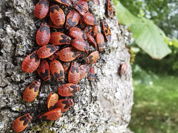 A group of red insects, common fire bugs (pyrrhocoris apterus) crawling on the bark of a tree, Franconian Forest nature park Park