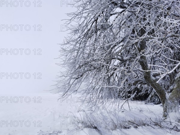 Snow-covered tree in a pristine winter field, Rennsteig, Thuringian Forest nature park Park