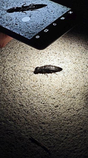 Insect (insecta) is viewed at night in the light of a smartphone, Franconian Forest nature park Park