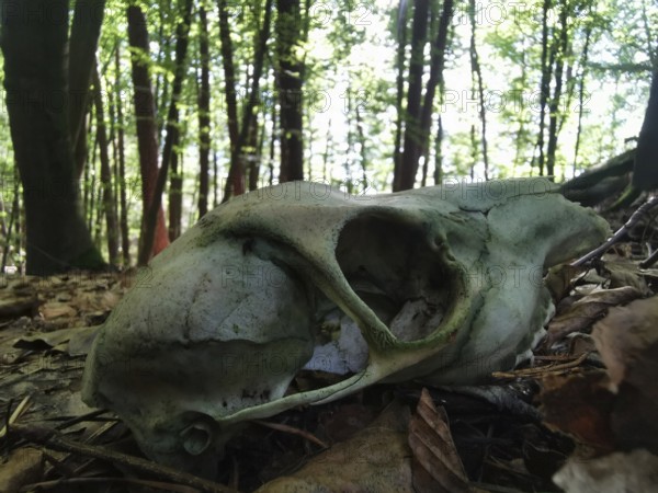 Skull of a roe deer (capreolus capreolus) on the forest floor, surrounded by foliage, Franconian Forest nature park Park