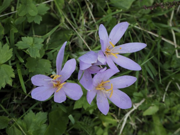 Close-up of pink-coloured autumn crocus (Colchicum autumnale) on a green meadow. Hüttchopf, Fischenthal, Töss Valley, Canton Zurich, Switzerland