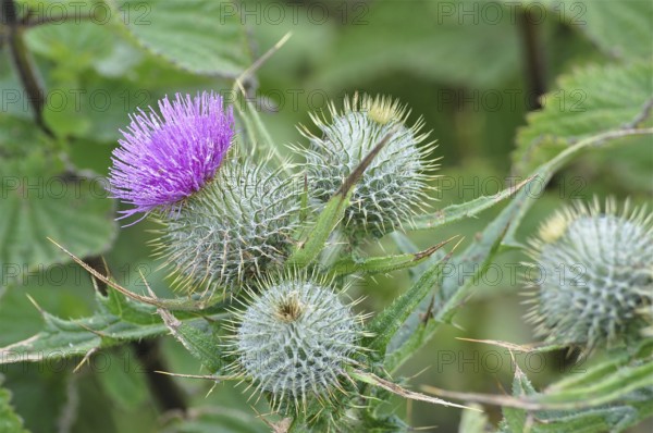 Spear Thistle (Cirsium vulgare) with purple flower and spiny green leaves, Goms, Canton Valais, Switzerland