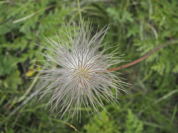 Plant seed head, plant seeds with delicate hairs of alpine pasqueflower (Pulsatilla alpina) on a green background. Goms, Canton Valais, Switzerland