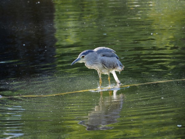 A night heron (Nycticorax nycticorax) stands still on a body of water with a clear reflection of its surroundings. La Sauge nature reserve, Cudrefin, Lake Neuchâtel, Canton Neuchâtel, Switzerland