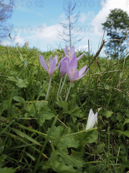 Autumn crocus (Colchicum autumnale) in a meadow under a blue sky. Hüttchopf, Fischenthal, Töss Valley, Canton Zurich, Switzerland