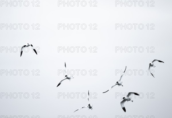 Avocets (Recurvirostra avosetta) flying against a white sky, Namibia