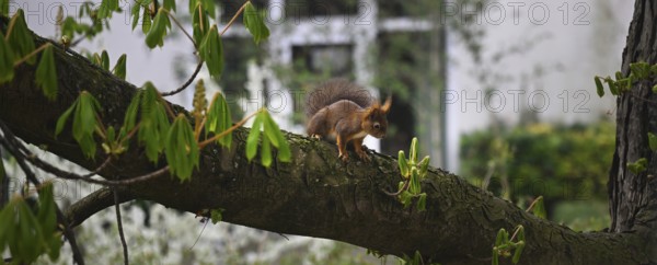 Brown squirrel (Sciurus) sitting on chestnut tree