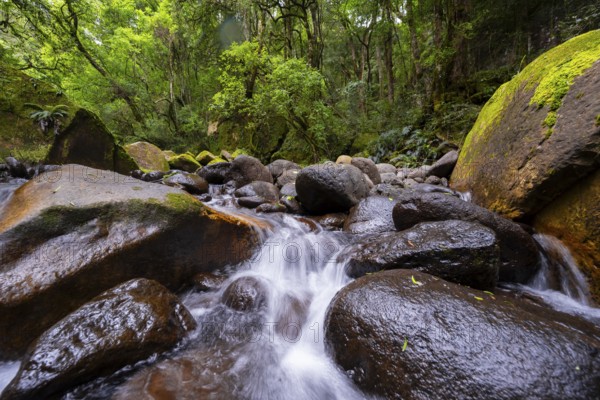 Mhlwazini River flows through thick forest, original mountain forest, Rainbow Gorge, Ukhahlamba-Drakensberg Park, KwaZulu-Natal, Drakensberg Mountains, South Africa
