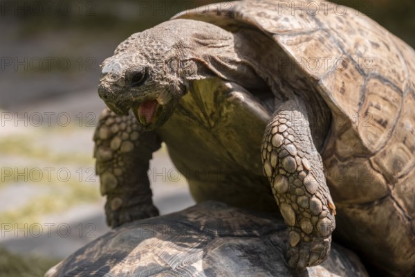 Tortoise having sex, copulating animals, Captive, Namibia