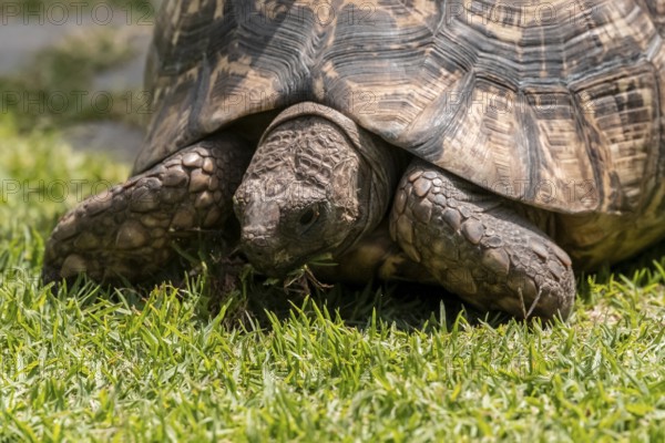 Tortoise eating grass, Captive, Namibia
