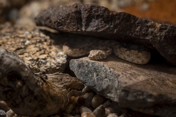 Western Keeled Snake (Pythonodipsas carinata) hides under a rock, captive, Namibia