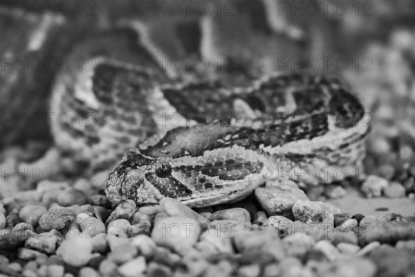 Puff adder (Bitis arietans), black and white, captive, Namibia