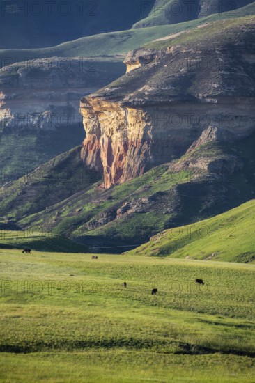 Grassland with sandstone cliffs and cliffs, landscape in Golden Gate Highlands National Park, Free State, South Africa