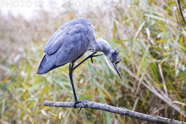 Grey heron (Ardea cinerea) Germany