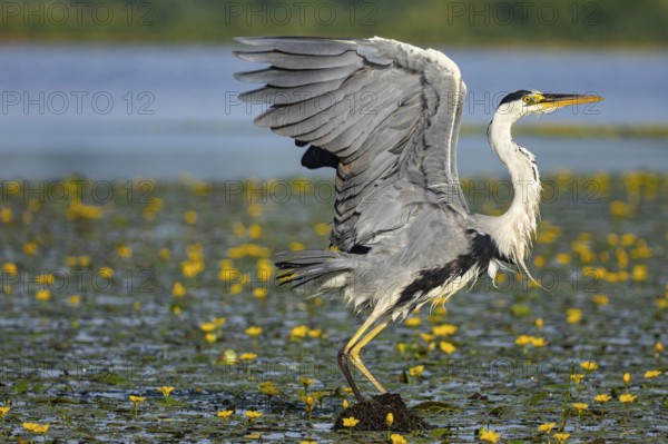 Grey heron (Ardea cinerea) in the midst of flowering water lilies Hungary