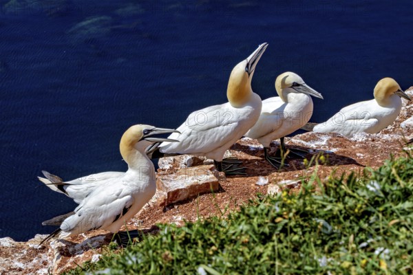 Gannets linger on cliffs overlooking the sea under a blue sky on Heligoland, The gannets (Morus bassanus) on the cliffs of the offshore island of Heligoland