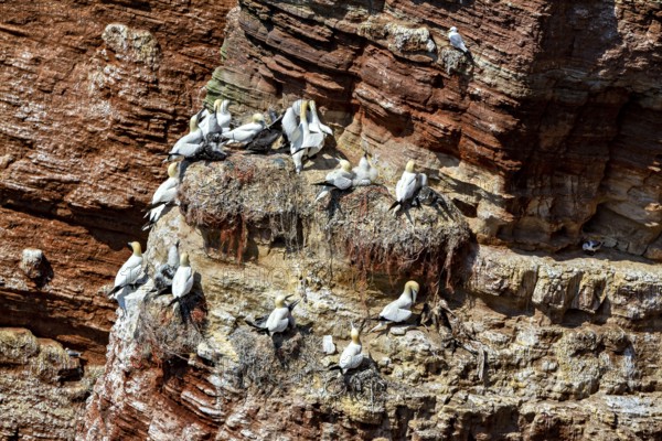 Gannets sit densely in nests along the cliffs on a rocky seashore, The gannets (Morus bassanus) in the cliffs of the offshore island of Heligoland