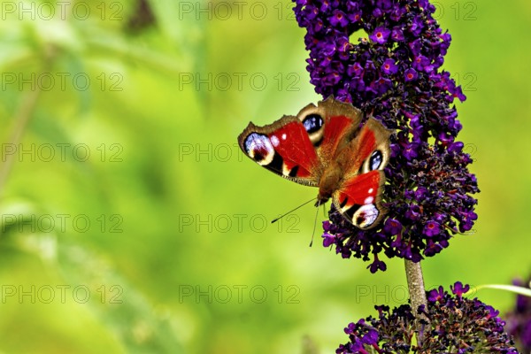 A colourful butterfly sits on a purple flower with a green background, nature looks alive, The peacock butterfly (Aglais io)