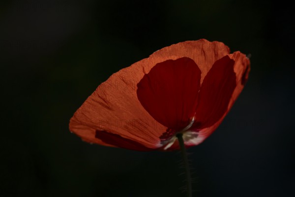 Common field poppy (Papaver rhoeas) single red flower backlit in summer, England, United Kingdom