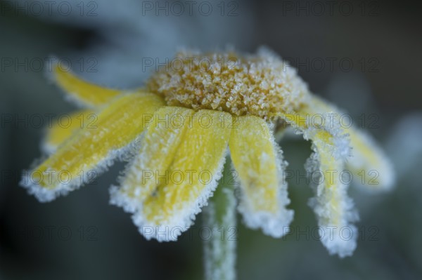 Corn marigold (Glebionis segetum) single flower covered in frost in winter, England, United Kingdom