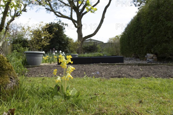Cowslip (Primula veris) flower in a garden lawn in spring, England, United Kingdom